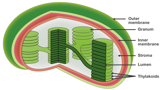 Chloroplast