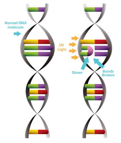 Sunlight dna damage