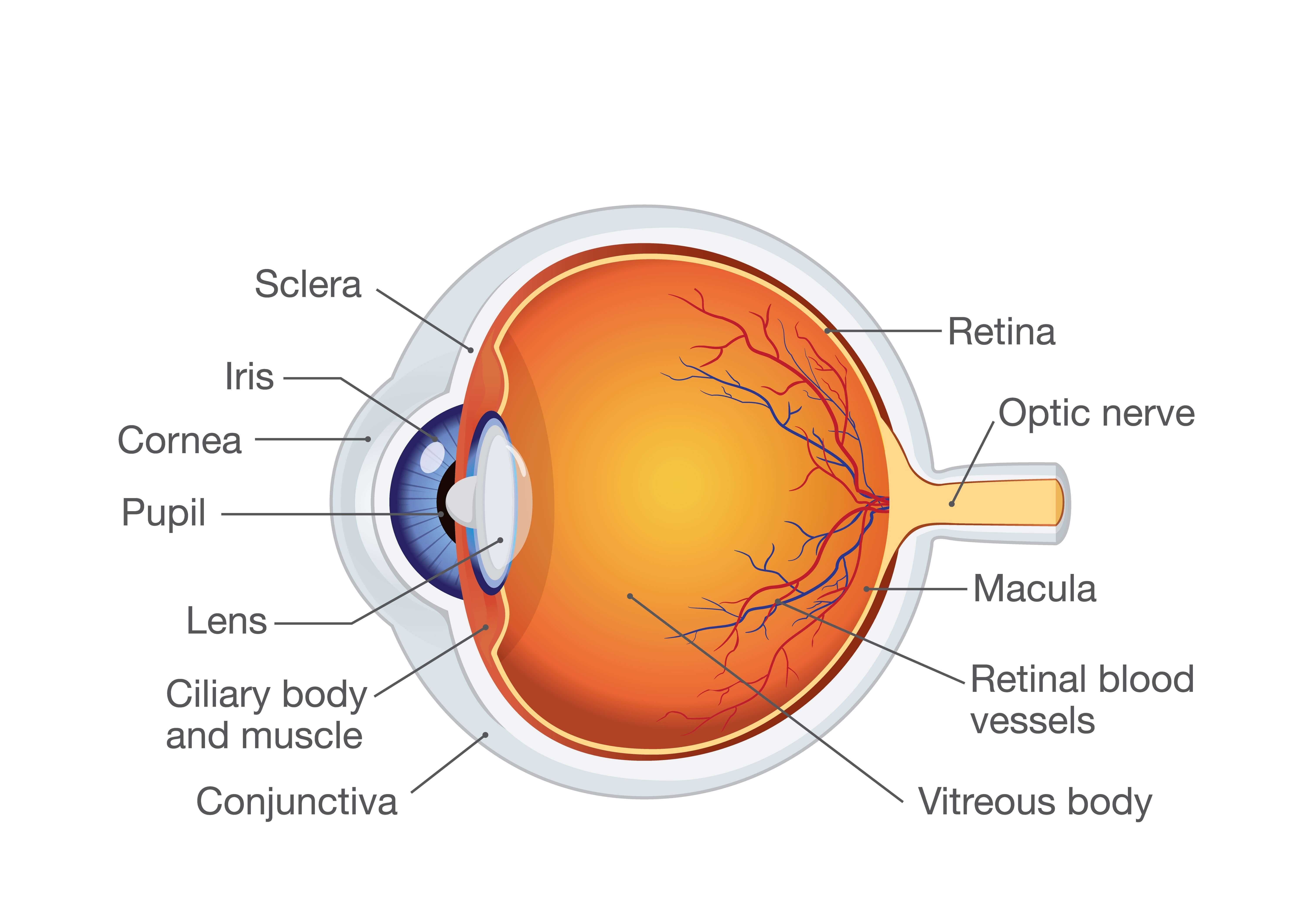 Human eye web