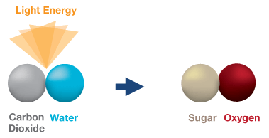 Photosynthesis