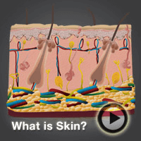 skin