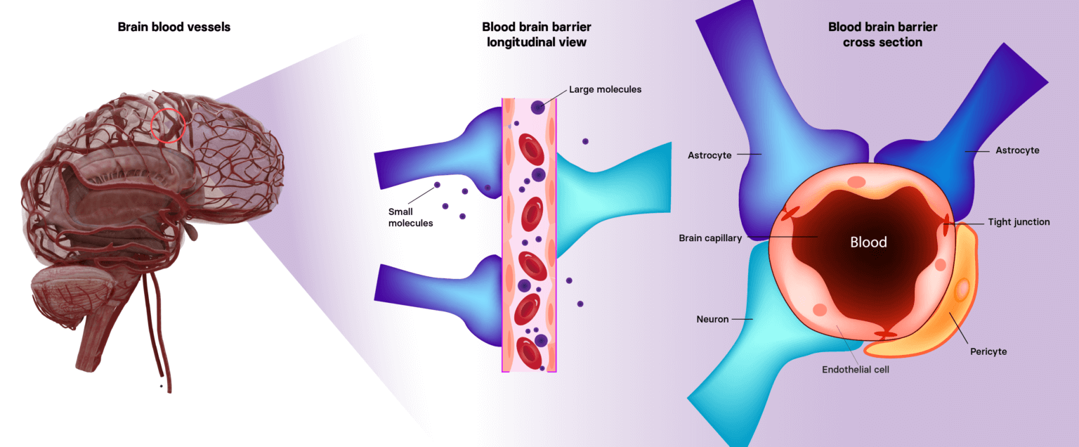 Anatomy Of Blood Brain Barrier