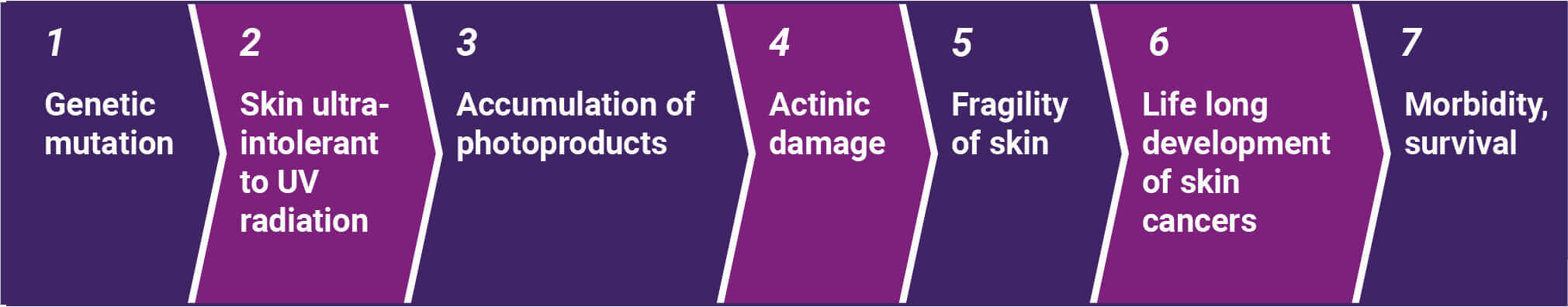 The cancer development model