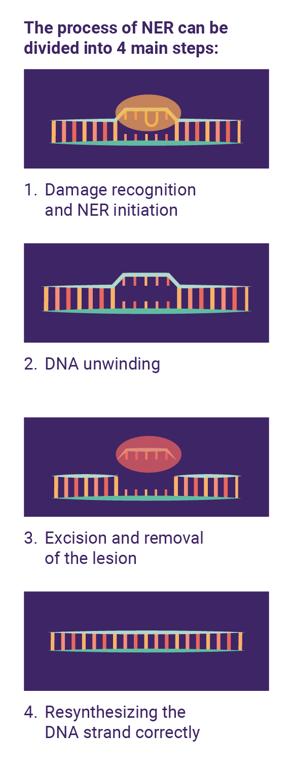 The process of NER repair