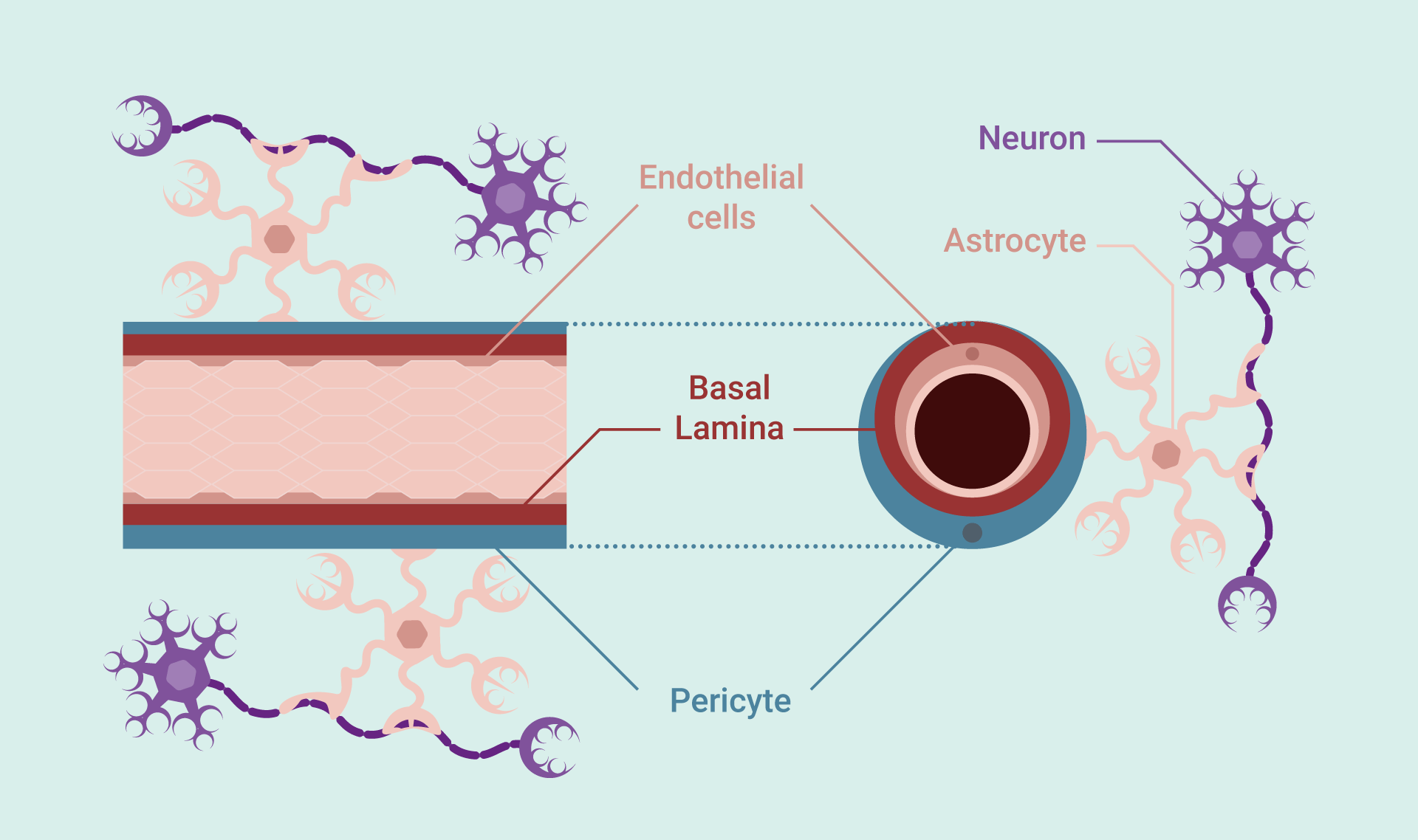 Blood brain barrier cross section