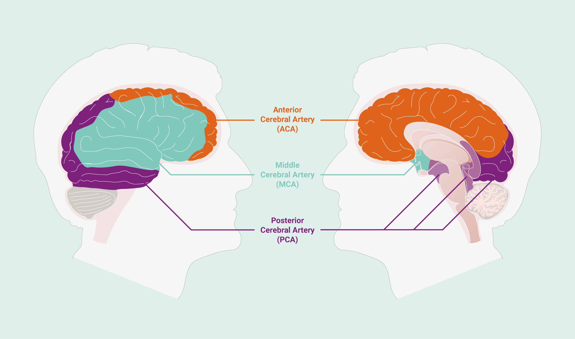 Areas of the brain supplied by the three paired cerebral arteries