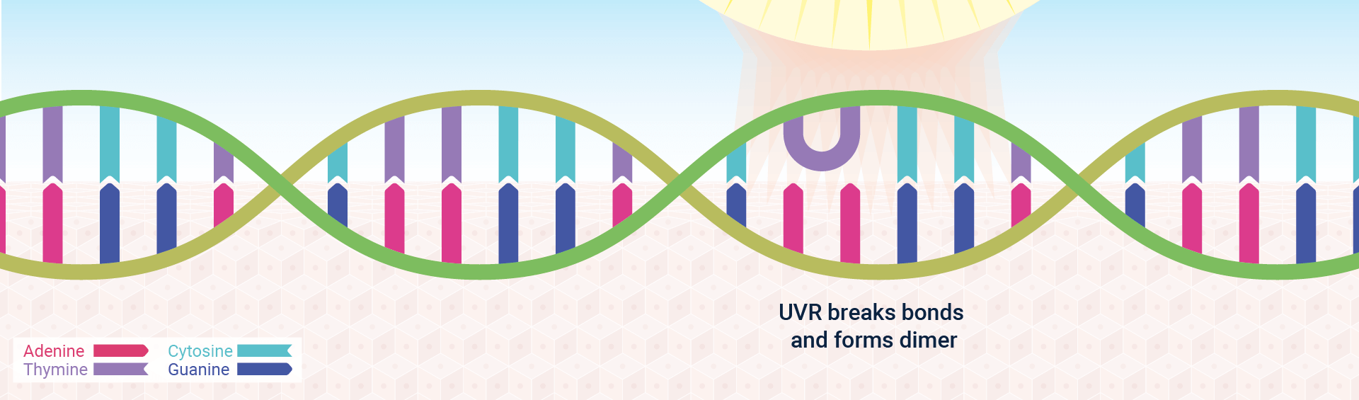 DNA dimer formation