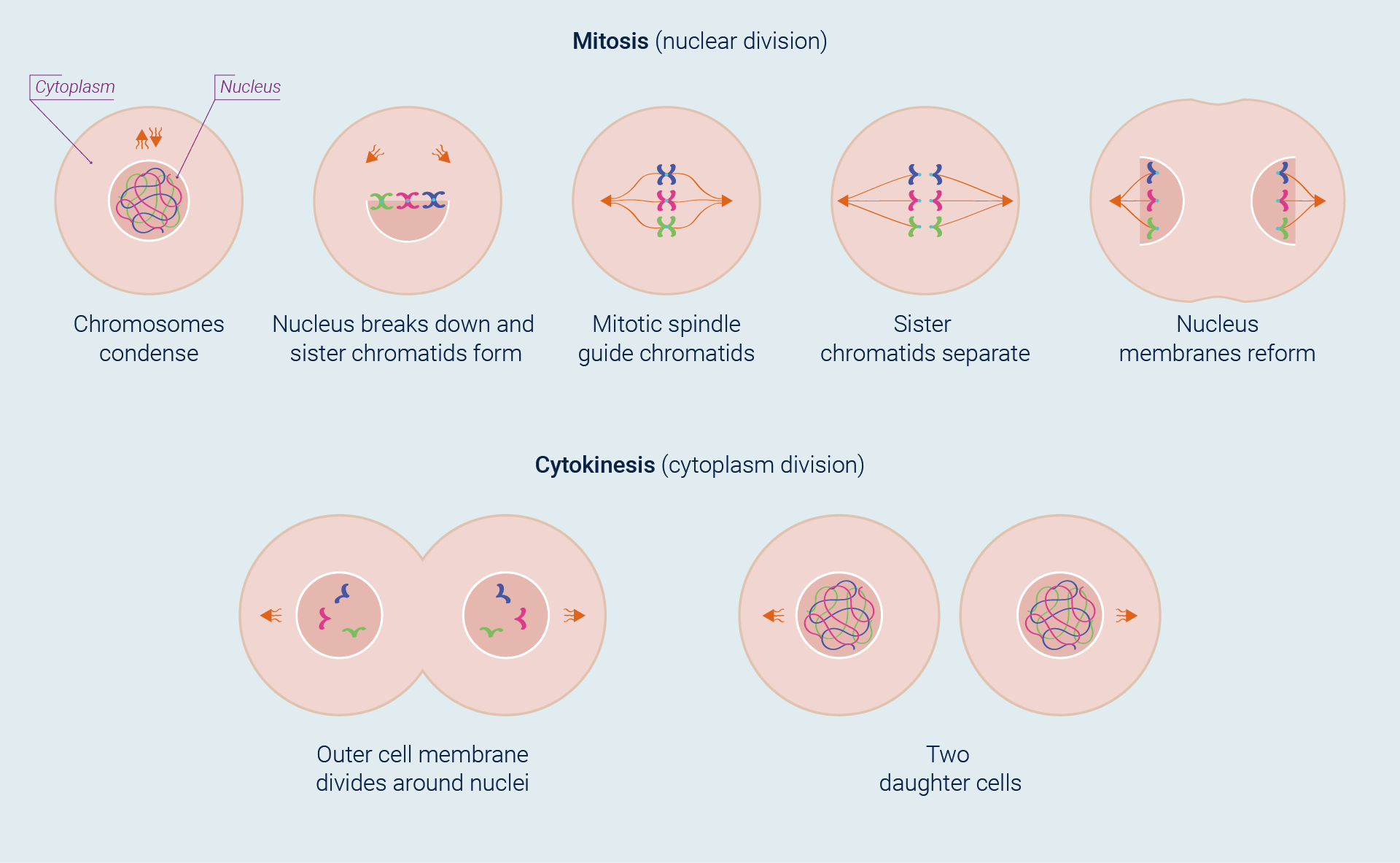 The eukaryotic cell cycle