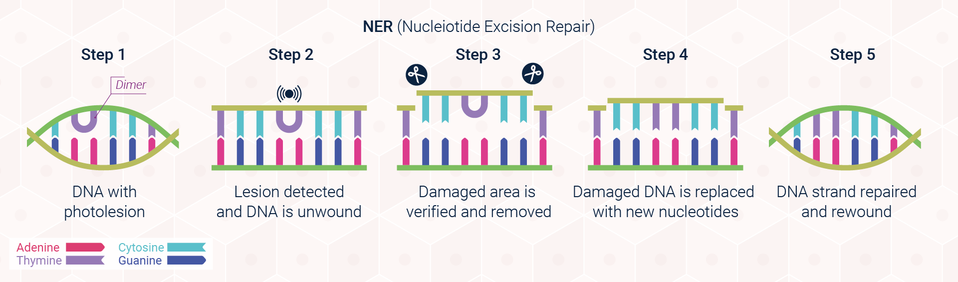 NER - Nucleotide excision repair