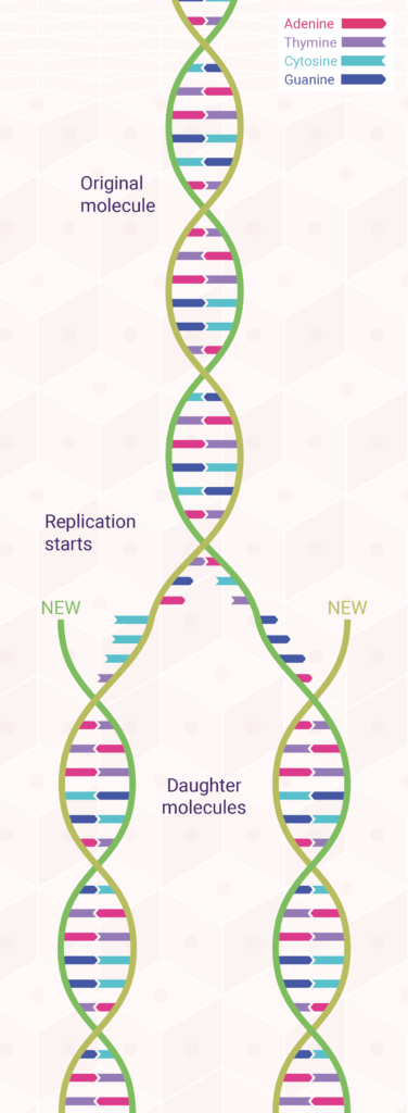 Diagram: DNA Replication Model