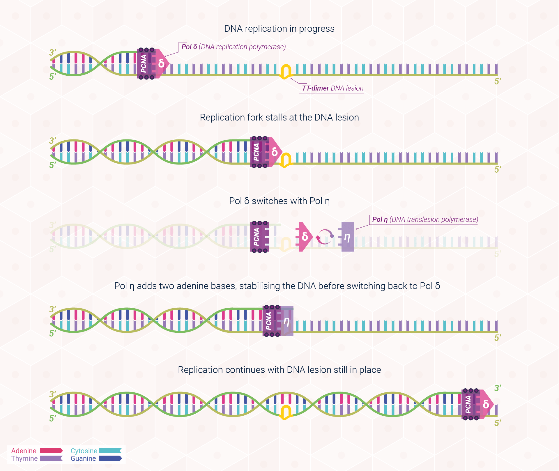 Diagram: DNA Replication Process