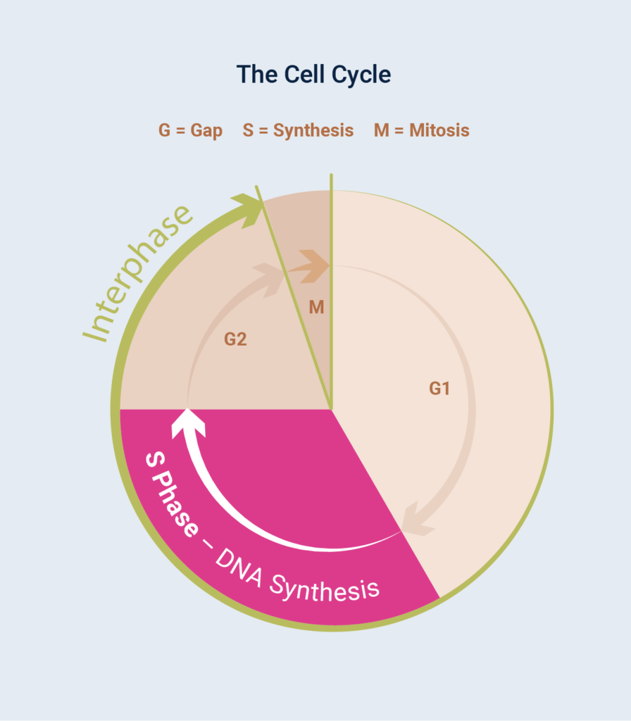 Diagram: The Cell Cycle
