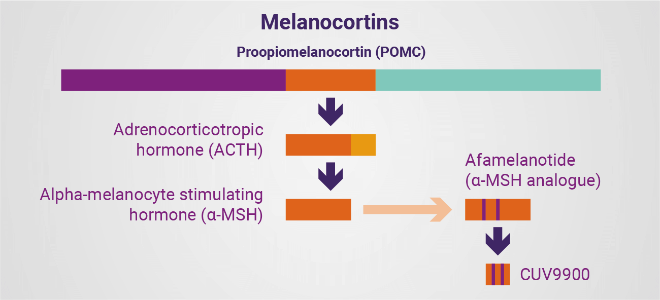 Diagram: Melanocortin hormones are derived from the precursor peptide proopiomelanocortin (POMC)