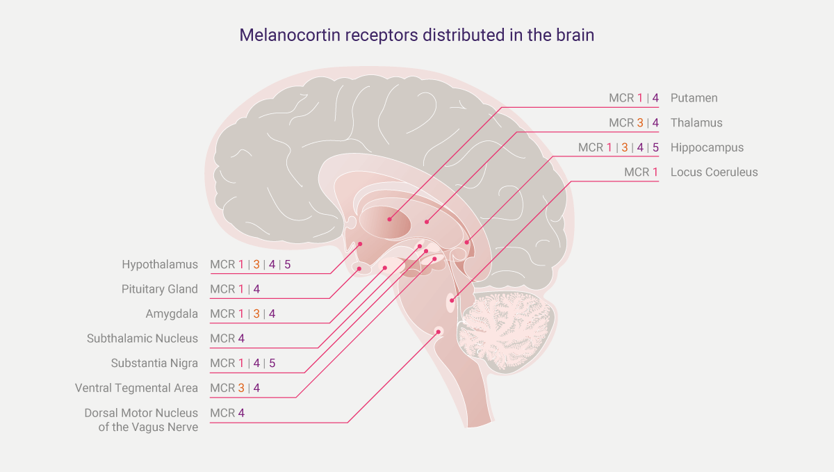 Diagram: Melanocortin receptors distributed in the brain